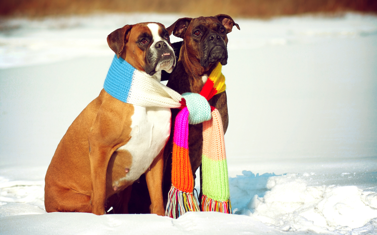 Test Your Knowledge The Ultimate Boxer Quiz Daily Animal Trivia