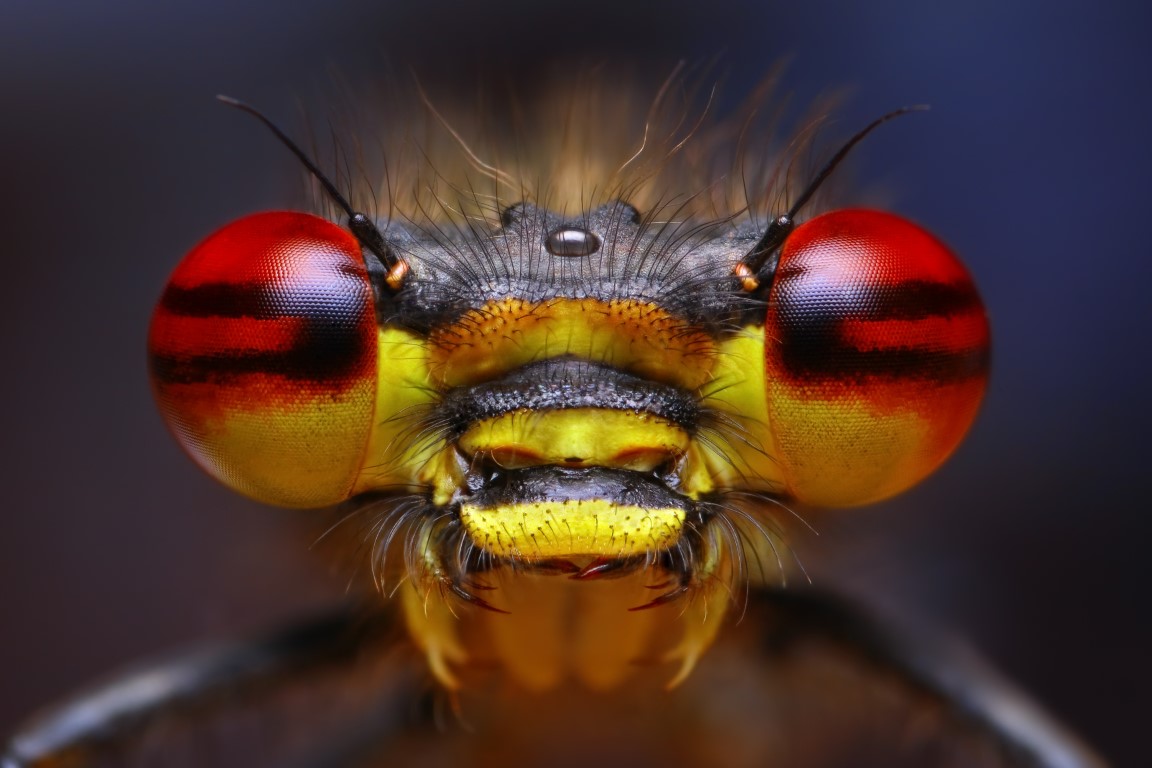 Test Your Icky Insect Knowledge - Daily Animal Trivia